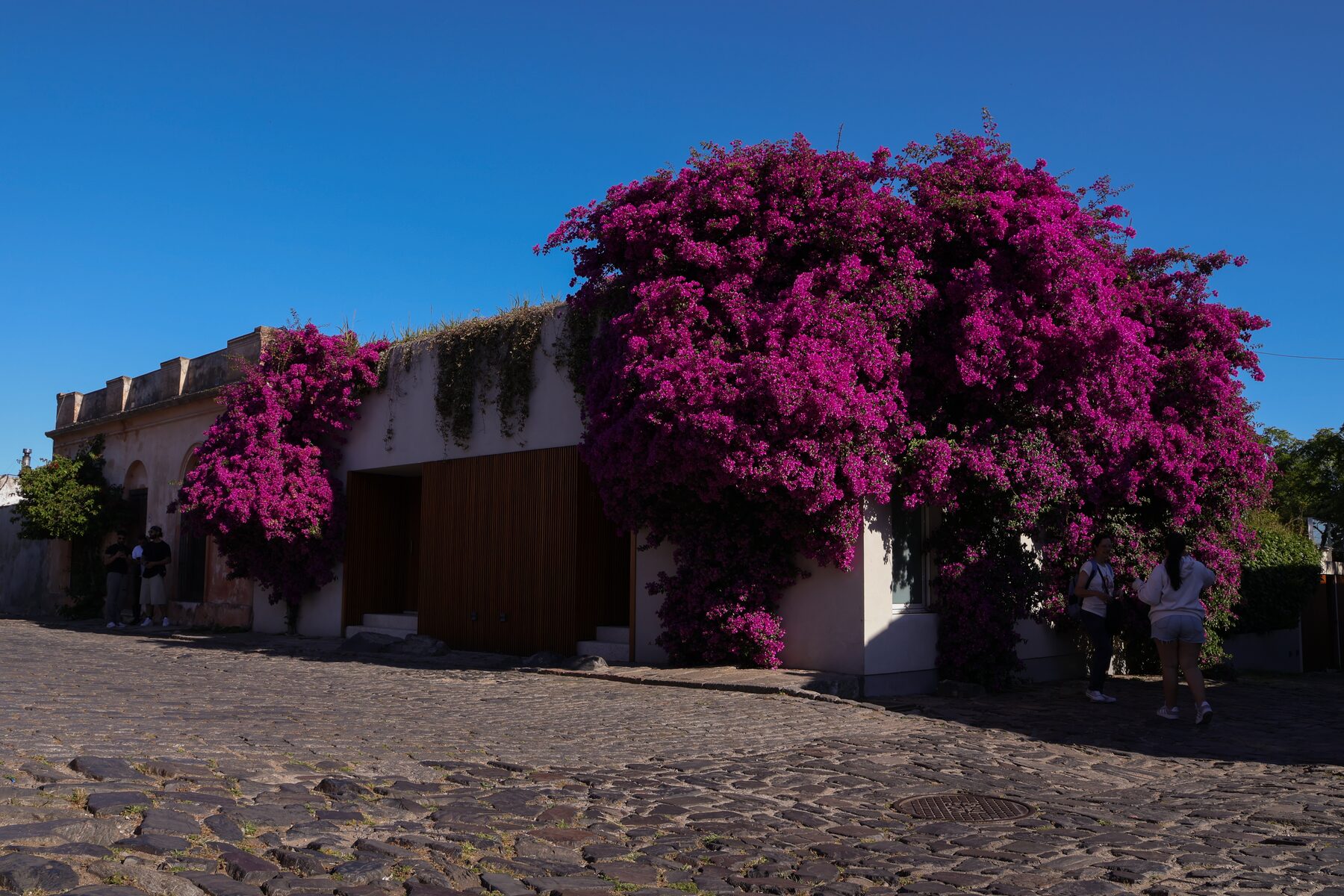 A building engulfed in magenta bougainvillea along a cobblestone street