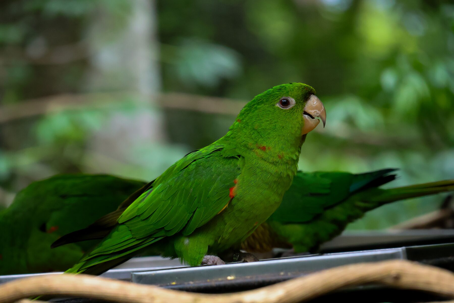 Close-up of a green parakeet with red wing markings